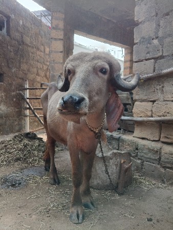 ખડેલી વેચવાની છે