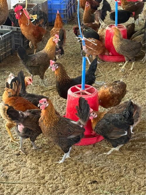 દેસી મરઘી