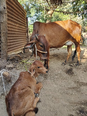 તાજી વિયાનેલ બેય ગાય વેચવાની છે