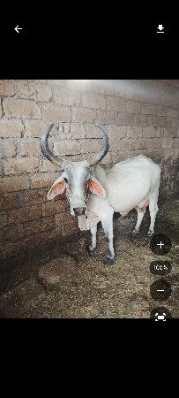 આપણી પાસે એક ગાય છે ત્રણ લિટર દૂધ