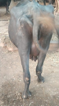 ભેંસ વેચવાની છે