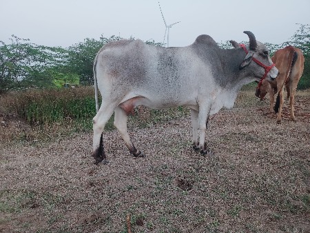 थंबनेल 3