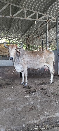 દેશી ગાય