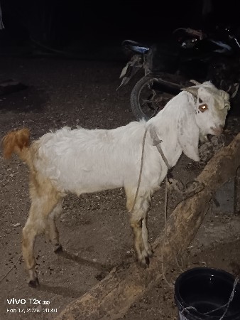 30,000 રૂપિયા બે બકરાની કિંમત રાખી