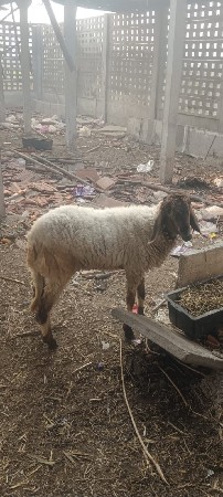 ઘેટી વેચવાની છે