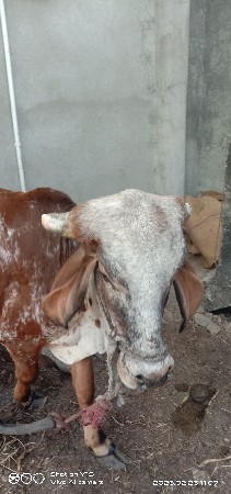 थंबनेल 2