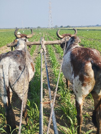 ગોઢલા વેચવાના છે