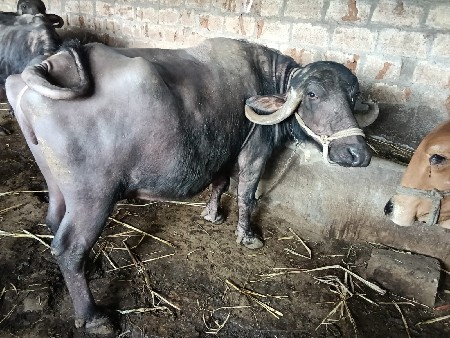 थंबनेल 2