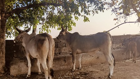 બળદ વેચવાના છે