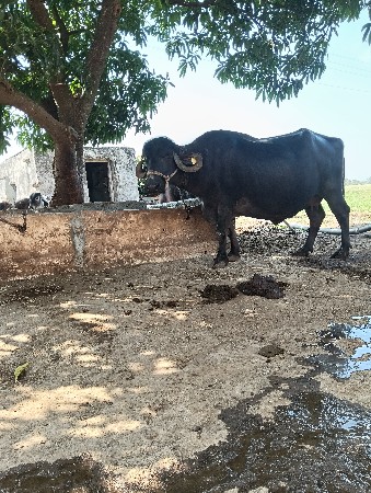 ભેંસ વેચવાની છે