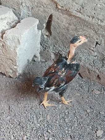 થંબનેલ 2