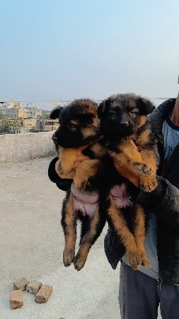 German shepherd 3 female
