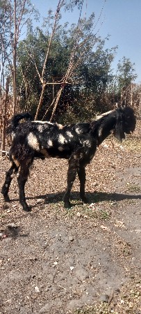 થંબનેલ 3