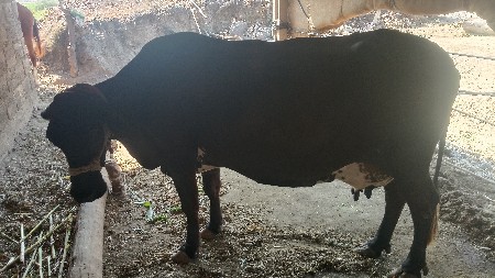 વેચવાની છે