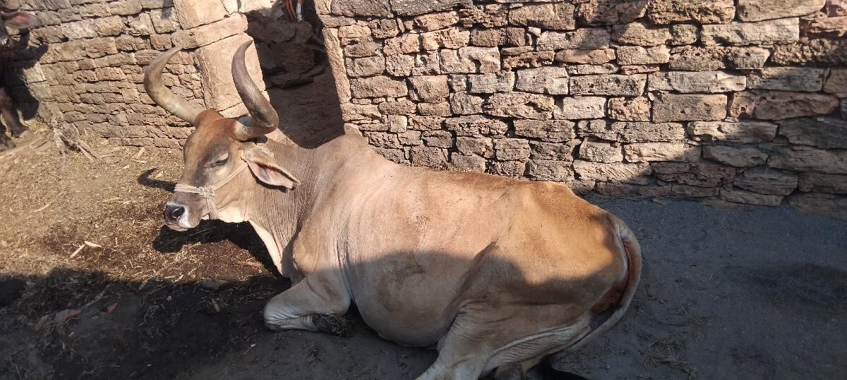 ગાય વેચવાની છે