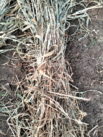 નિરણ વેચવાની છે