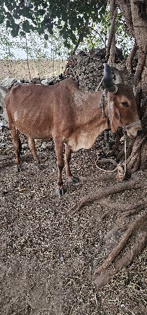 ગાય વેચવાની છે
