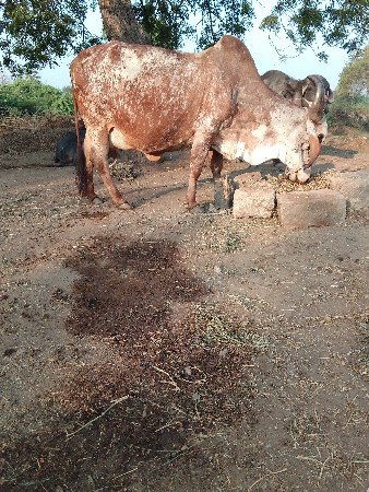 ઞાય વેશવાની છે