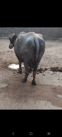 थंबनेल 3