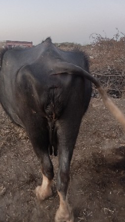 थंबनेल 2