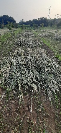 જુવારના પુરા વેચવાના છે