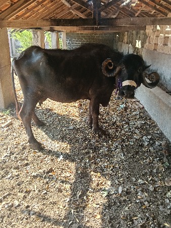 थंबनेल 5