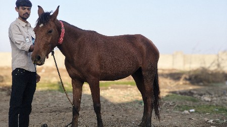 થંબનેલ 2