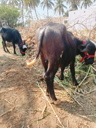 પાડો બે છે જાફરાબાદી છે