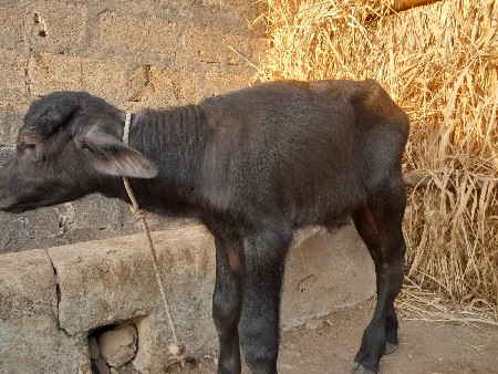 थंबनेल 3