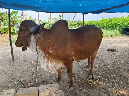 थंबनेल 2