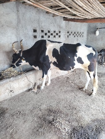 બળદ વેચવાનો છે