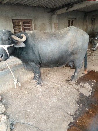 थंबनेल 2