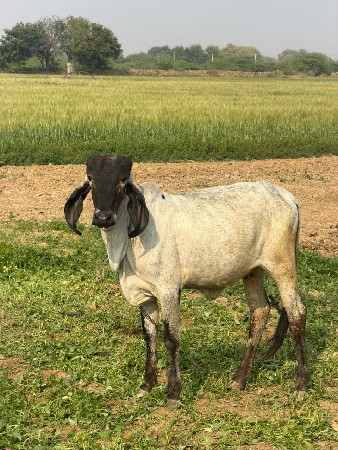ગીર વાછળી વેચવાની છે