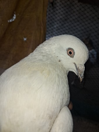 थंबनेल 2