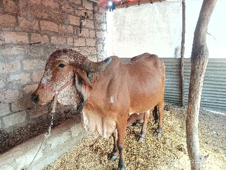 ગીર ગાય વેચવા ની છે