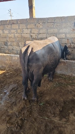 ભેંસ વેચવાની છે