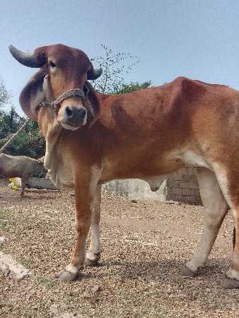 थंबनेल 3