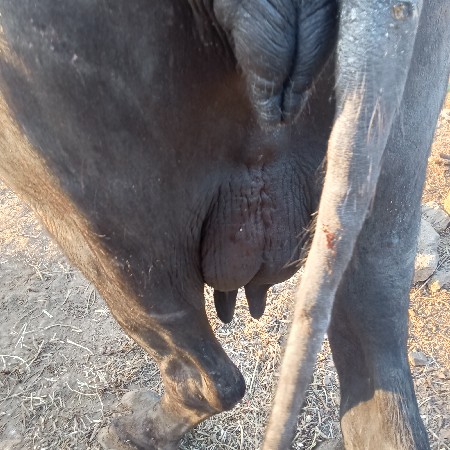 थंबनेल 3