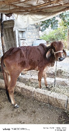 હોડકી વેચવાની છે