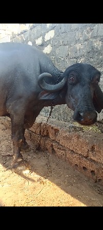 ભેંસ વેચવાની છે