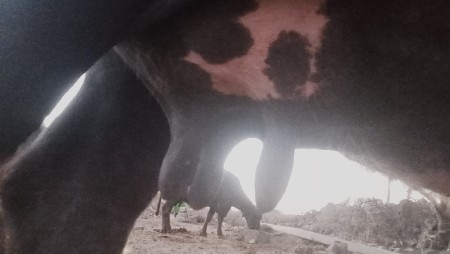 વેચવાની છે ચોથુ વેતર