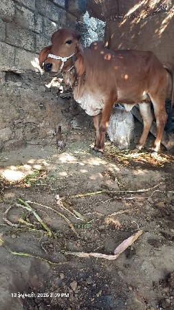 थंबनेल 2