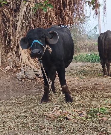 પેલ વેતરી ખળેલી વેચવાની છે