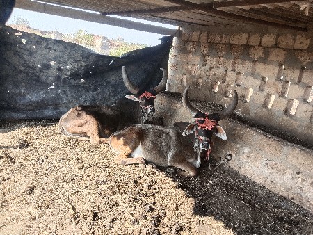 थंबनेल 2