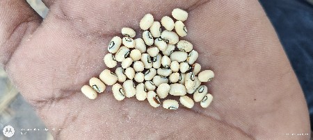 sori biyarn pusa falgon