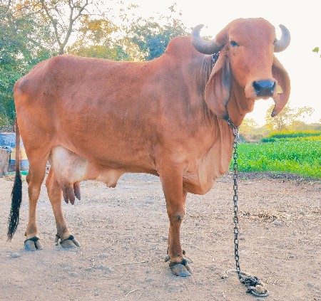ગીર ગાય વેચવાની