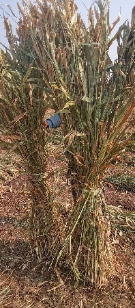 શિયાળુ સાર વેચવાની સે