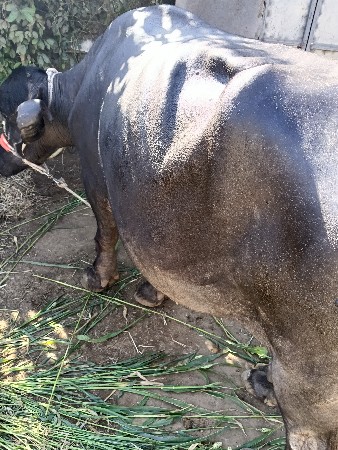 ભેંસ વેચવાની છે