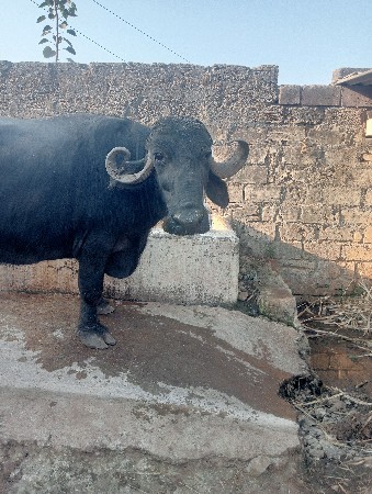 આ ભેંસ વેચવાની છે તાજી વયા ગયેલી