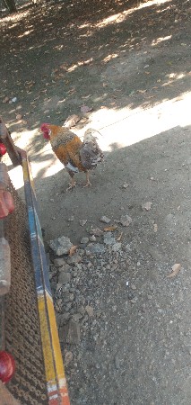 દેસી મુરઘો વેચવા નો છે